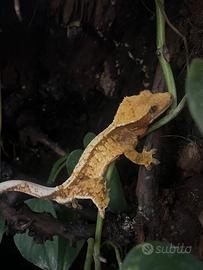 Geco Ciliatus