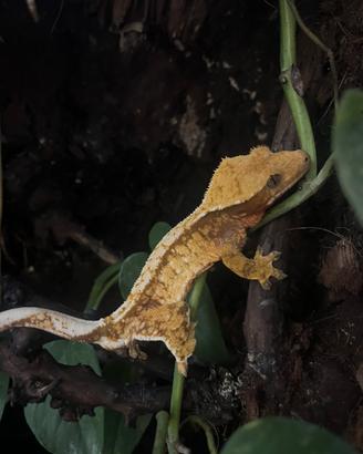 Geco Ciliatus