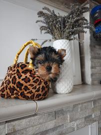 Yorkshire terrier ciccioli