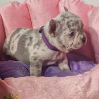 Bulldog Francese merle