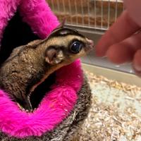 Petauri dello zucchero