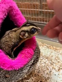 Petauri dello zucchero