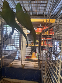 Parrocchetti dal collare