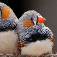 Diamantini pezzati e bianchi