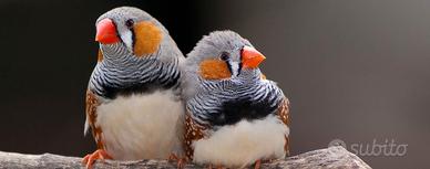 Diamantini pezzati e bianchi