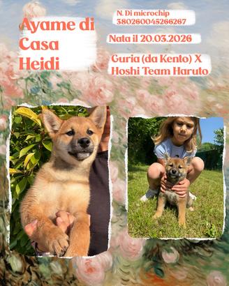 Shiba cuccioli con pedigree ENCI