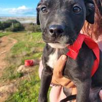 Cani cuccioli dolci con vaccino in salute