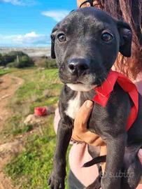 Cani cuccioli dolci con vaccino in salute