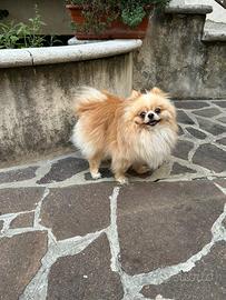 Monta spitz tedesco nano