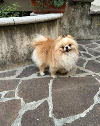 Monta spitz tedesco nano