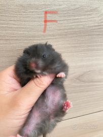 Criceto
