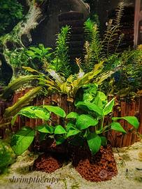 Pesci e Acquari Lombardia