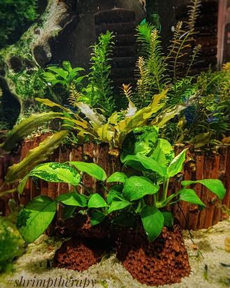 Pesci e Acquari Lombardia