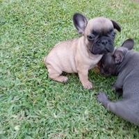Cucciola di bulldog francese esotica