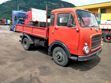 Om Lupetto cassonato