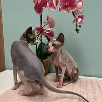 Gatto Sphynx