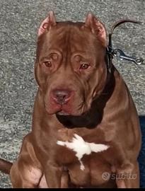 Stallone di american Pitbull xxl