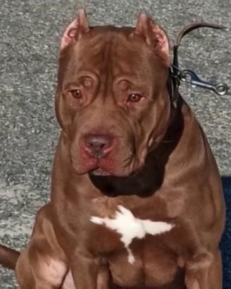 Stallone di american Pitbull xxl