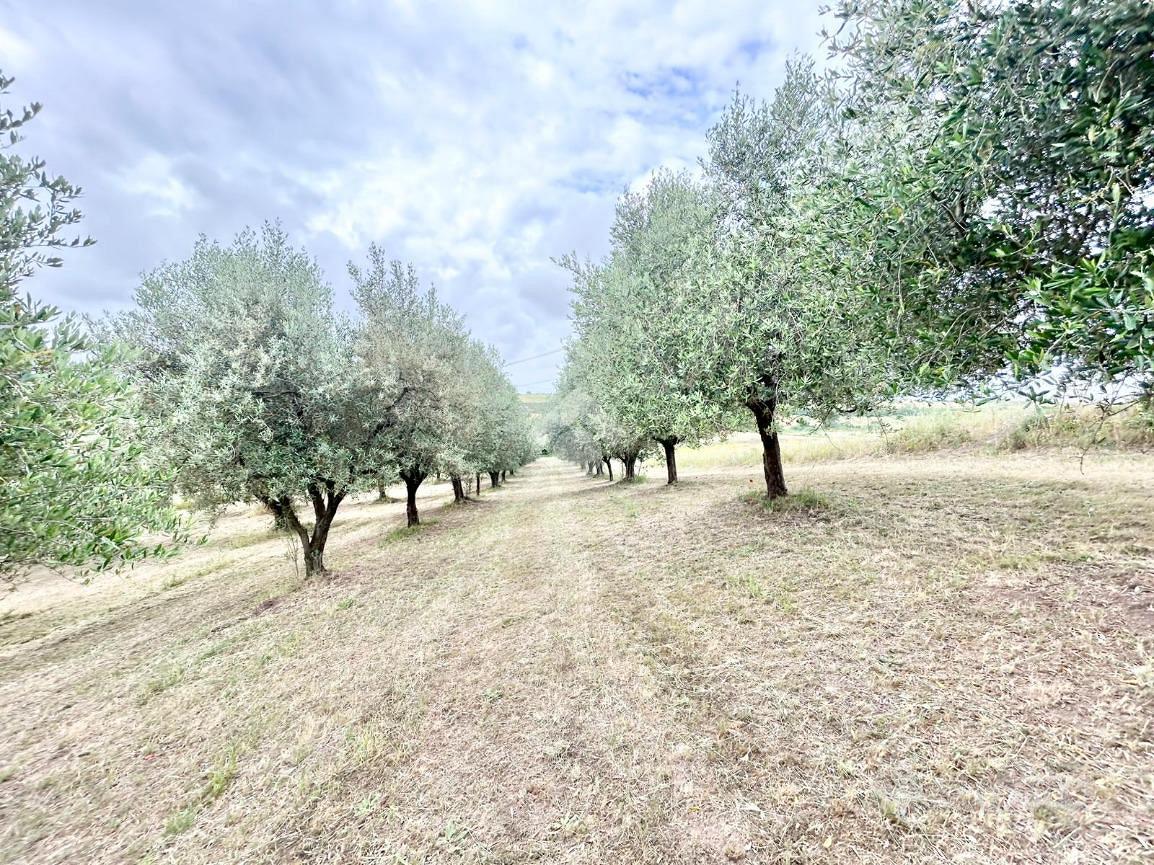 TER. AGRICOLO A ROMA - Altro