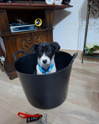 Cuccioli di 2 mesi mix labrador e border collie