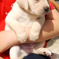 Cucciola di labrador retriever