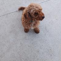 Barboncino nano femmina