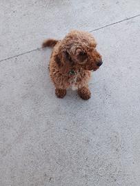 Barboncino nano femmina