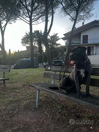 Corso 11 mesi appena