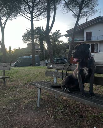 Corso 11 mesi appena