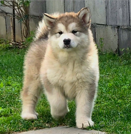 Alaskan malamute