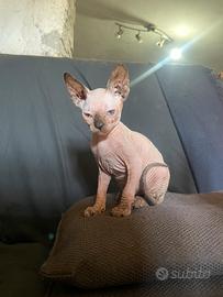 Sphynx