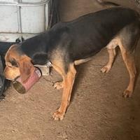 Cucciolone segugio italiano pelo raso nero