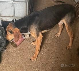 Cucciolone segugio italiano pelo raso nero