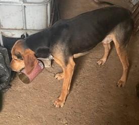 Cucciolone segugio italiano pelo raso nero