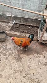 gallo 
