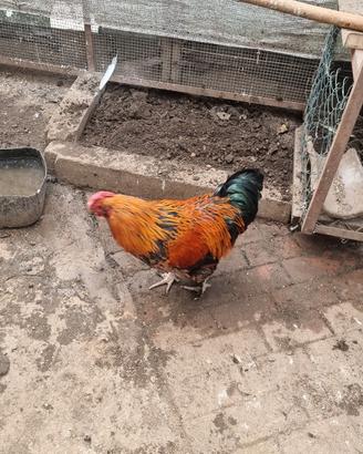 gallo 
