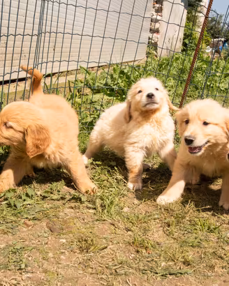 Golden retriever cuccioli