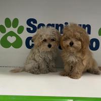MINI MALTIPOO TOY ( barboncino maltese )