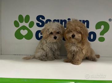 MINI MALTIPOO TOY ( barboncino maltese )