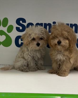 MINI MALTIPOO TOY ( barboncino maltese )