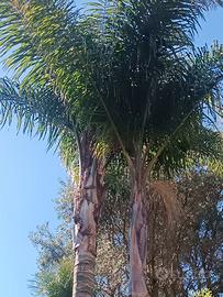 Coppia di palme