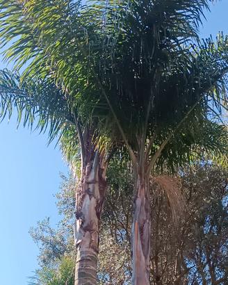 Coppia di palme