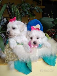 Maltipoo cuccioli taglia piccola