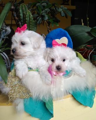 Maltipoo cuccioli taglia piccola