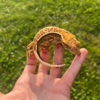 Geco Ciliatus baby tricolor