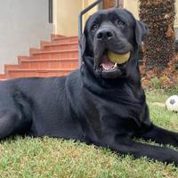 Labrador maschio nero per accoppiamento