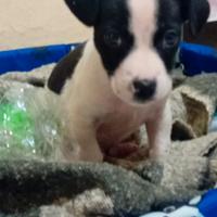 Amore di cucciolo