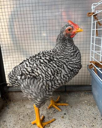 Gallina Amrock