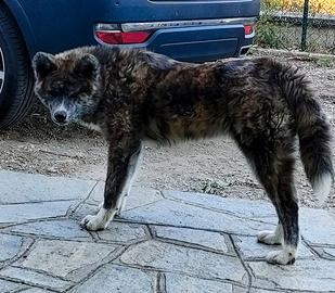 Cucciolo di akita inu