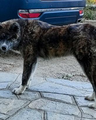 Cucciolo di akita inu